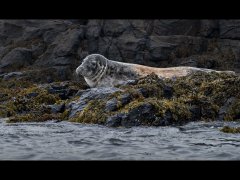 John Roberts CPAGB BPE1-Common seal-Very Highly Commended.jpg